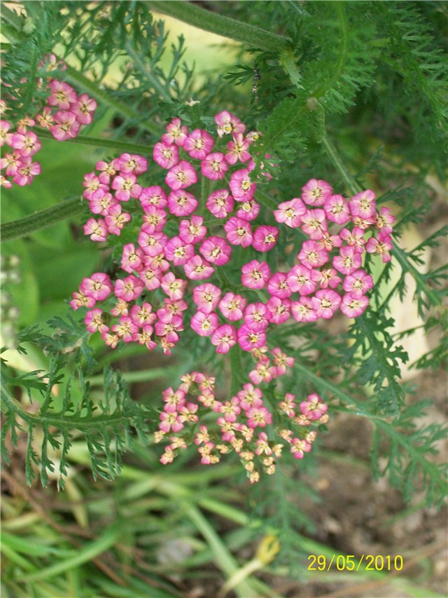 stolisnik - lat. Achillea 